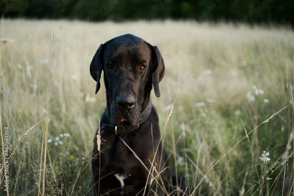 black purebred dog in a field outdoors summer