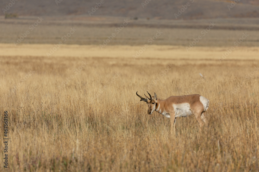 Pronghorn Antelope Buck in Autumn in Wyoming Pronghorn Antelope Buck in Autumn in Wyoming