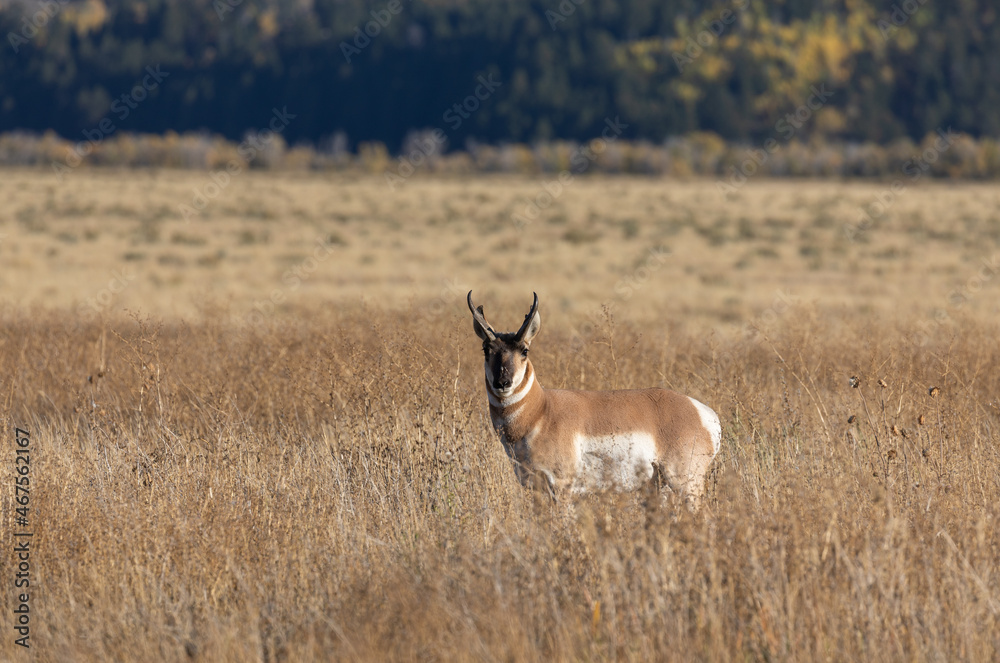 Pronghorn Antelope Buck in Autumn in Wyoming Pronghorn Antelope Buck in Autumn in Wyoming