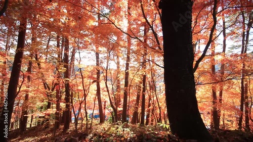 Walking through Japanese maple forest in autumn