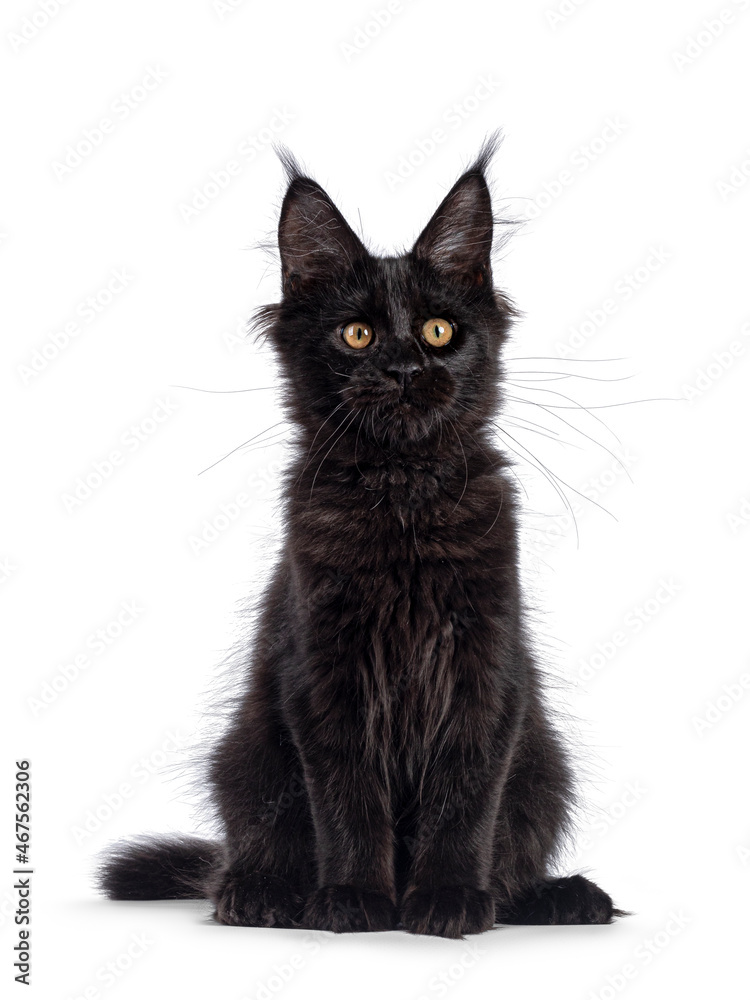 Cool black Maine Coon cat, laying facing front on edge with paws hanging down. Looking towards camera with golden eyes. Isolated on a white background.