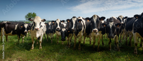 troupeau de vaches normandes