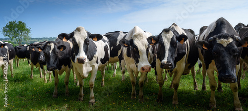 troupeau de vaches laitières blanches et noires dans la prairie