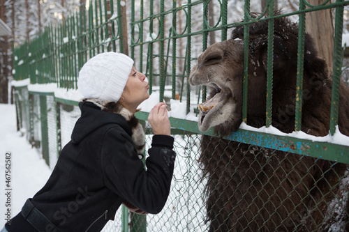 a woman feeds a camel through a grate in a zoo photo