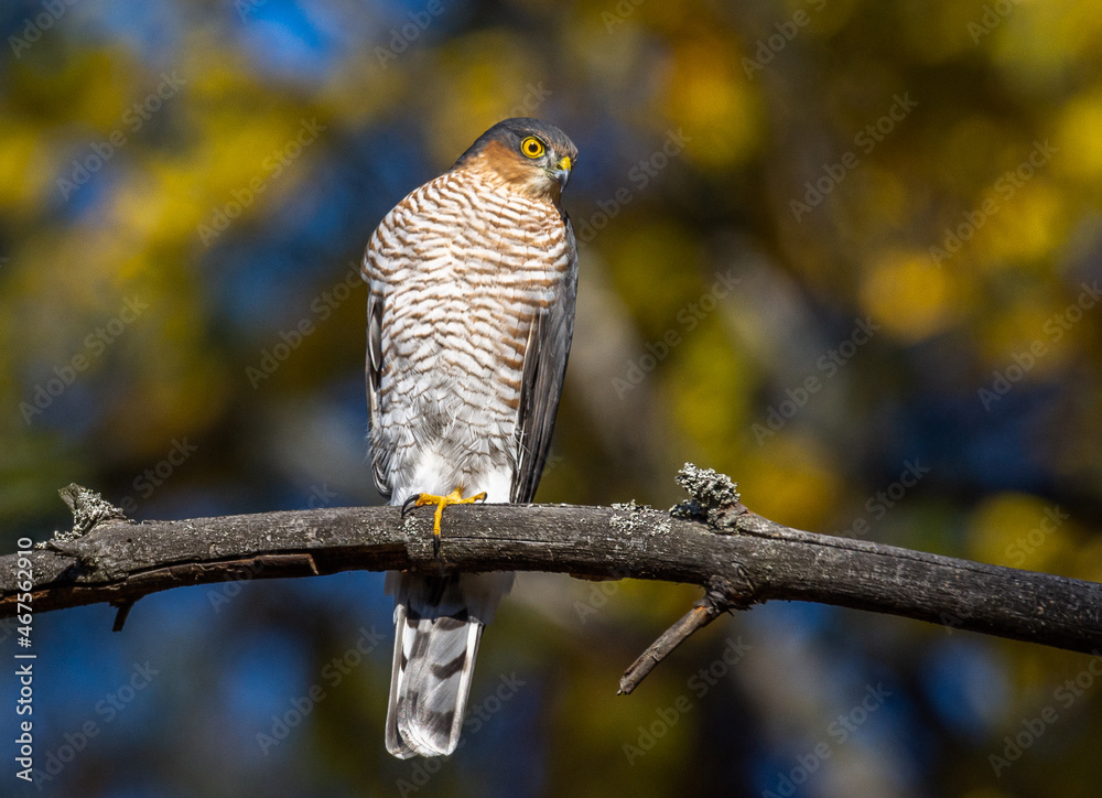 sparrowhawk sparrowhawk