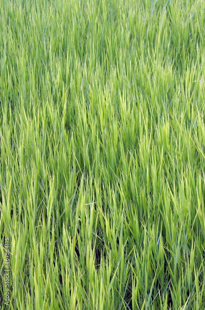 green wheat field green wheat field