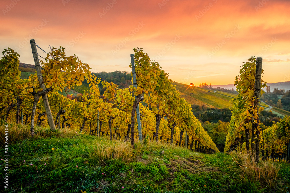 Vineyard with orange sky and sun autumn landscape