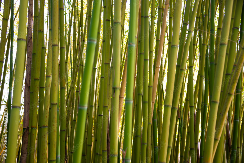 Obraz premium Bamboo forest with green plants in Japan