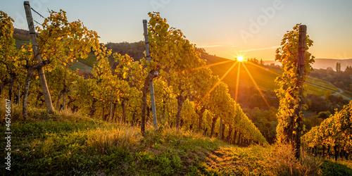 Foto Sunrise sunbeams in vineyard landscape autumn