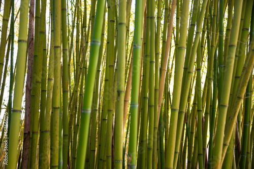 Bamboo forest with green plants in Japan