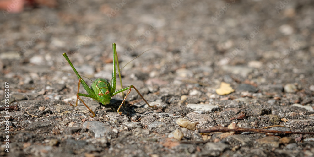 Green grashopper Green grashopper
