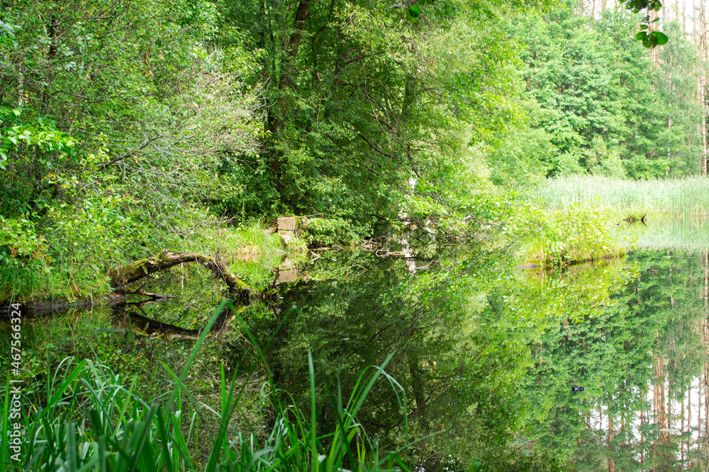 Fototapeta premium Vacation on the forest river. Summer forest landscape, Belarus