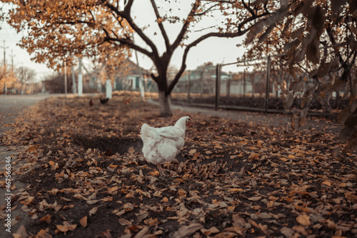 White broiler chicken grazing walking on the grass in the garden. Autumn fallen leaves
