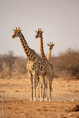 Three giraffes in Etosha National Park. Namibia