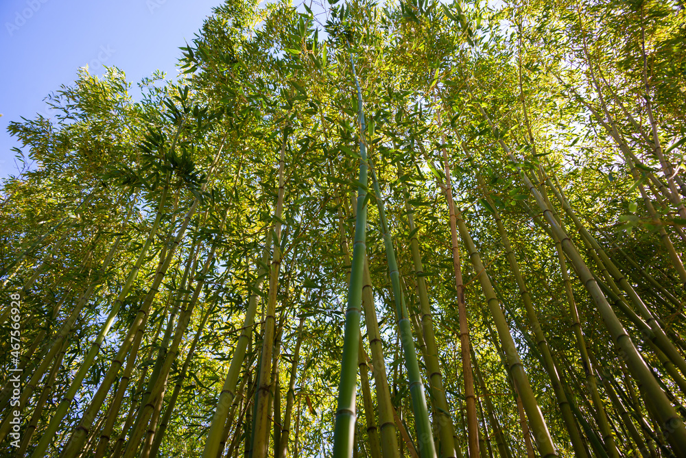 Bamboo forest with green plants in Japan Bamboo forest with green plants in Japan