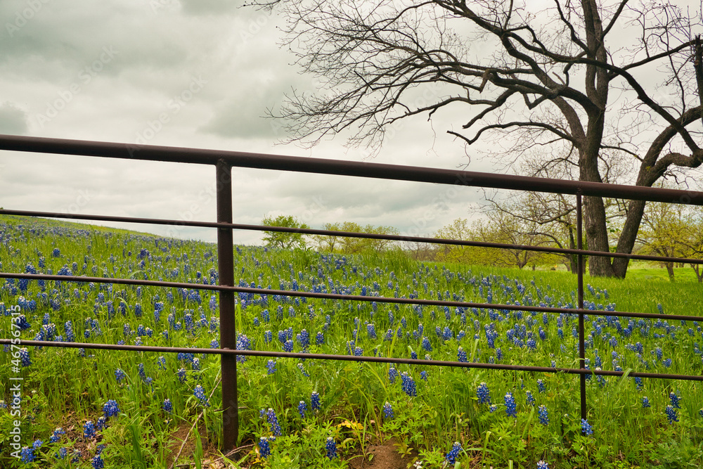Fototapeta premium Bluebonnet trail, Ennis, Texas.