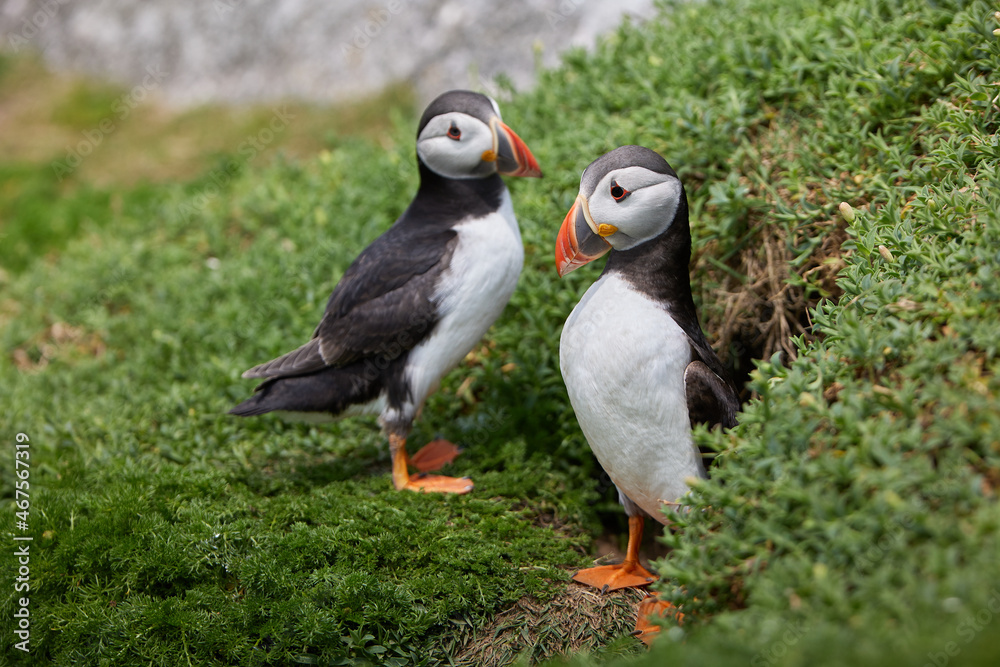 puffin birds on the Saltee Islands in Ireland, near their nest puffin birds on the Saltee Islands in Ireland, near their nest