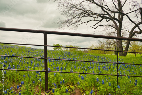 Bluebonnet trail, Ennis, Texas. photo