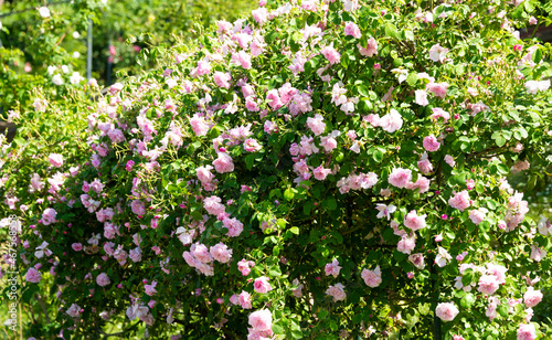 Beautiful roses blooming in a garden in spring