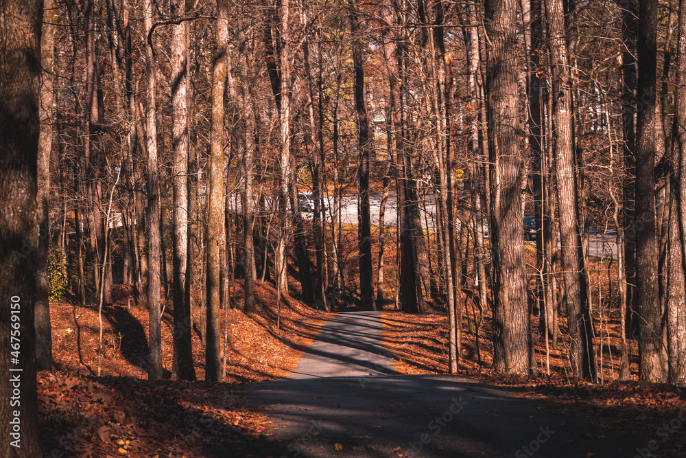 Obraz premium forest in autumn