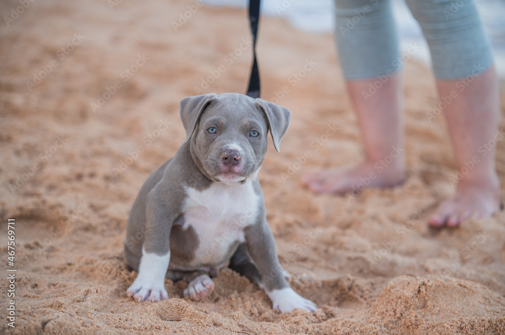 American bully puppy funny on beach with people family American bully puppy funny on beach with people family