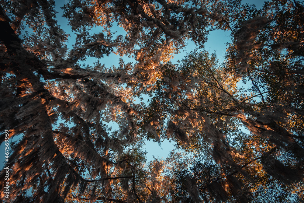 view of the branches and leaves of trees from below