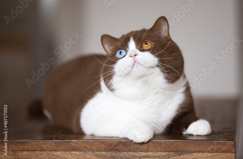 Edel Britisch Kurzhaar Katze Kitten Odd eyed cinnamon