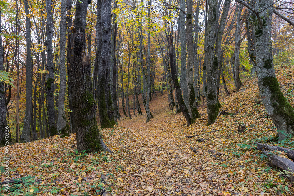 Morning in the autumn forest, trees without foliage, against the background of a yellow carpet of autumn leaf fall, close-up. Morning in the autumn forest, trees without foliage, against the background of a yellow carpet of autumn leaf fall, close-up.