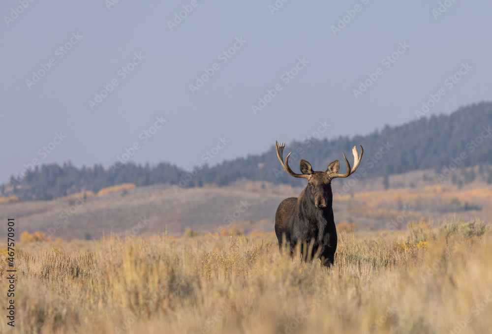 Bull Shiras Moose in Wyoming in Autumn Bull Shiras Moose in Wyoming in Autumn