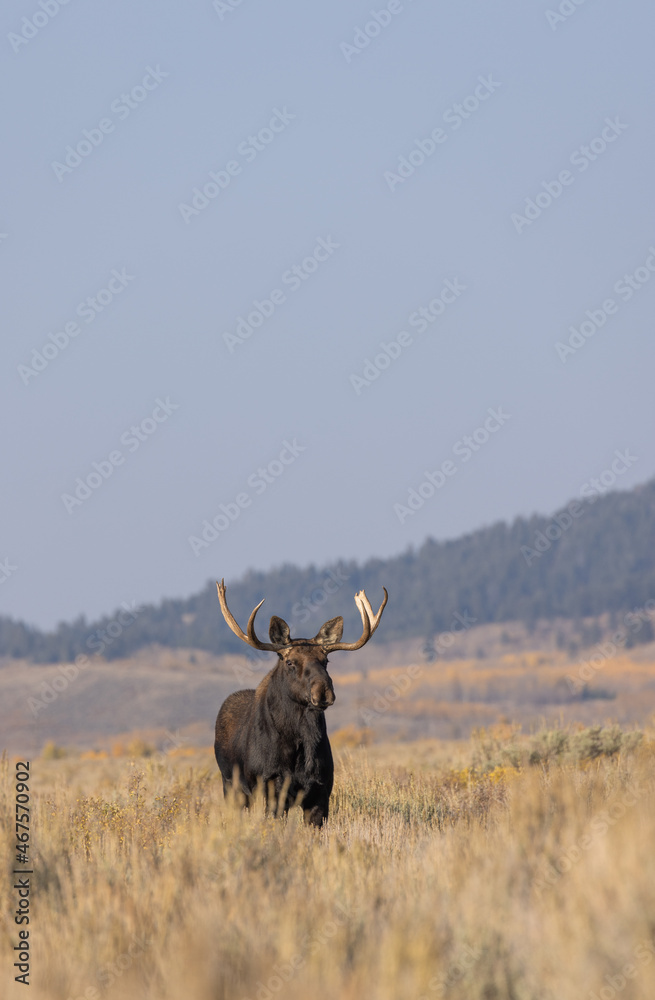 Fototapeta premium Bull Shiras Moose in Wyoming in Autumn