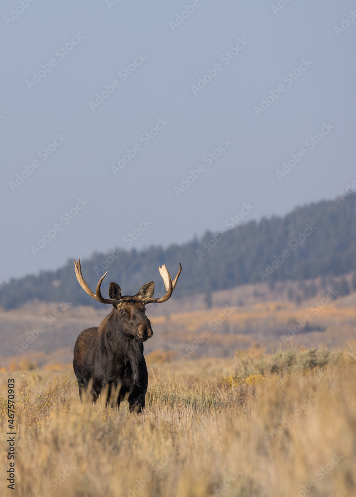 Bull Shiras Moose in Wyoming in Autumn Bull Shiras Moose in Wyoming in Autumn