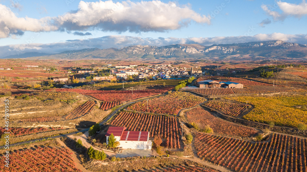 aerial view of la rioja vineyards, Spain