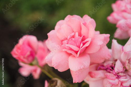 Close-up of blooming roses. Beautiful flowers in summer garden.