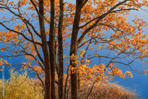 Autumn trees with orange leaves on a blue background