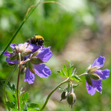 Bumble Bee, Chugush National Park in Krasna Polyana, Sochi, Russia