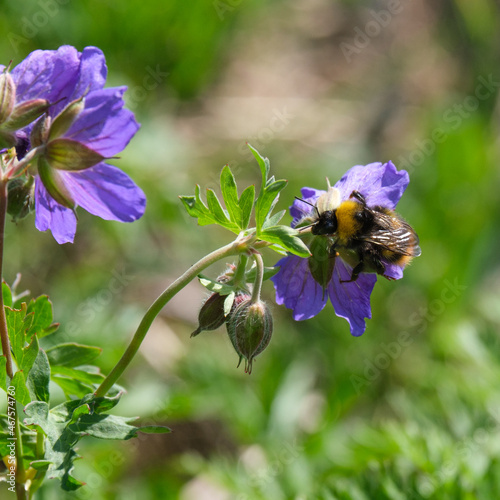 Bumble Bee, Chugush National Park in Krasna Polyana, Sochi, Russia photo