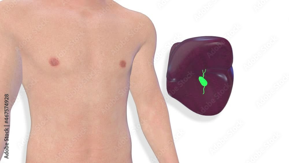 Liver, internal organs 3D render, anatomy of the human body, white ...