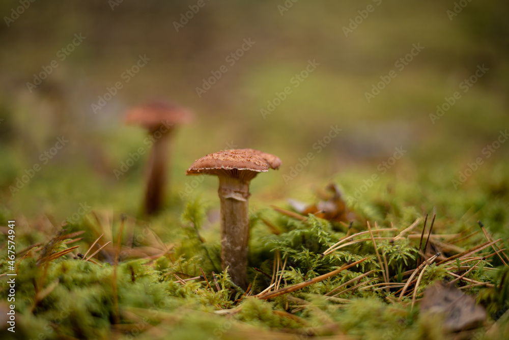 Macro photo of armillaria mellea mushroom in a pine forest Macro photo of armillaria mellea mushroom in a pine forest