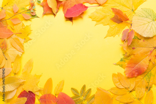 Autumn composition on a bright yellow background. Yellow leaves. Autumn.