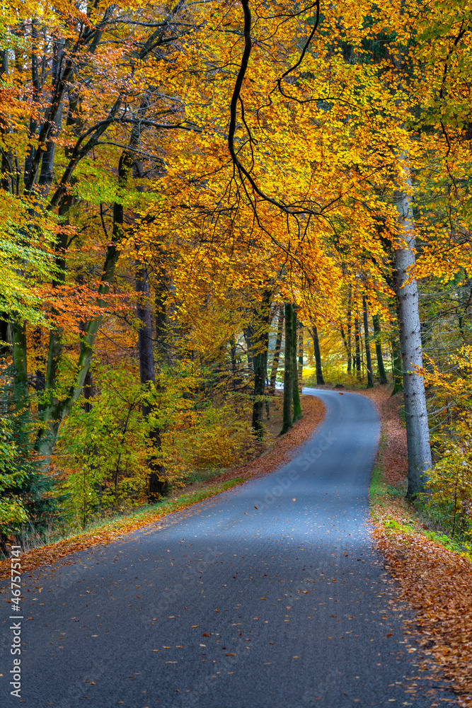 Obraz premium road in forest