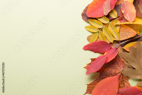Autumn composition on a light green background. Colored leaves. Autumn.