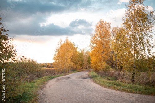 The road between autumn golden trees