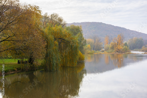 willow tree on the river bank. cloudy autumn day in mountains. beautiful countryside outdoors. reflections in the water