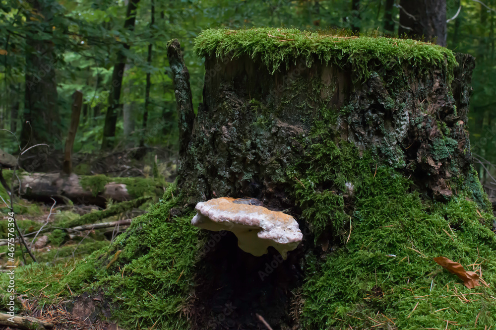 Fototapeta premium _DSC8964 Baum Pilz