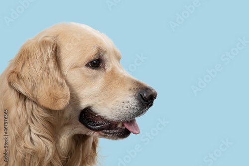 Golden retriever dog in profile on a blue background. © Александр Поташев