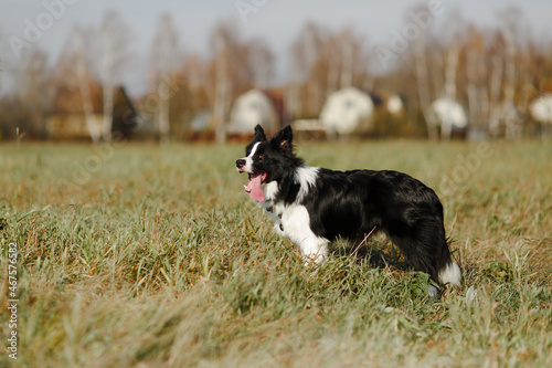 Fototapeta Naklejka Na Ścianę i Meble -  Black and white border collie dog are posing in the field
