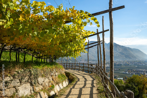 Italy, hiking trail in the vineyards in South Tyrol
