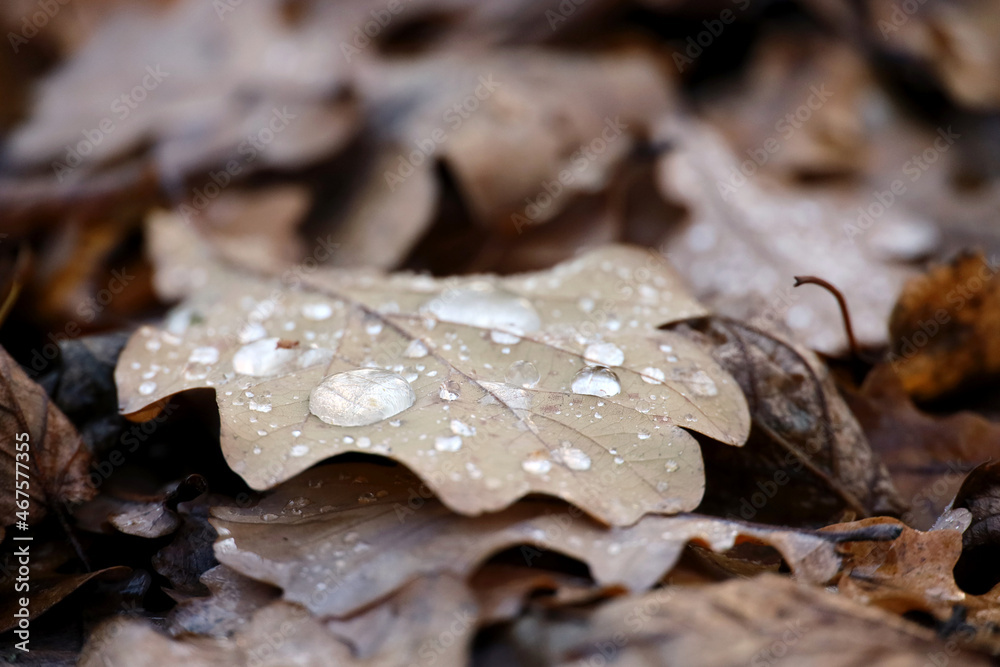 Rain drops on fallen oak leaf, autumn park