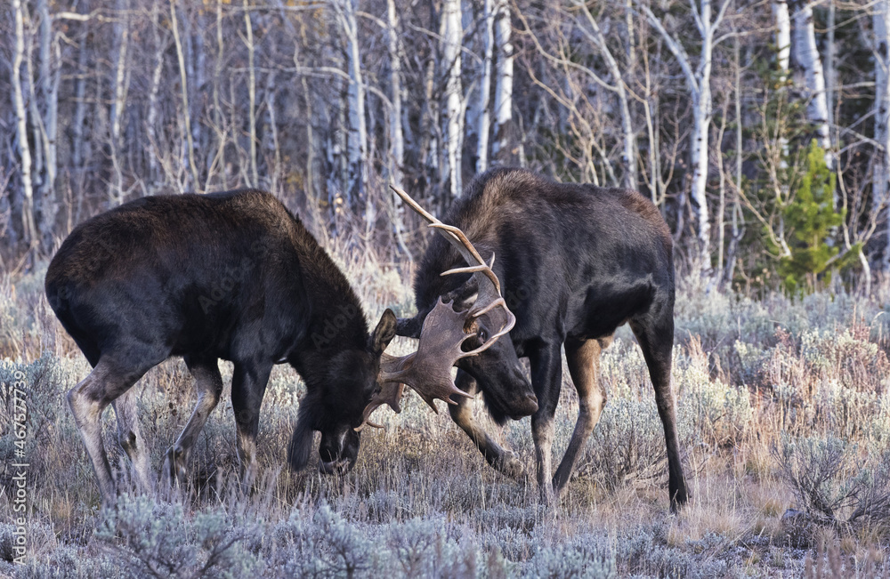Battling Bull Moose near Grand Teton National Park in Jackson, Wyoming Battling Bull Moose near Grand Teton National Park in Jackson, Wyoming
