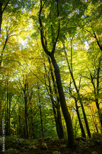 In the forest in early autumn. The coming of autumn in nature. Autumn landscape.